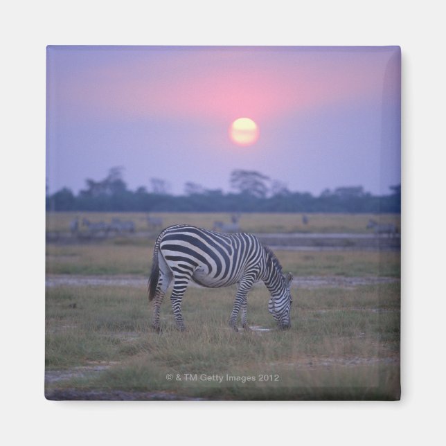 Grant Zebra 3 Magnet (Front)