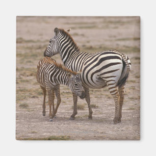 Grant Zebra 3 Magnet