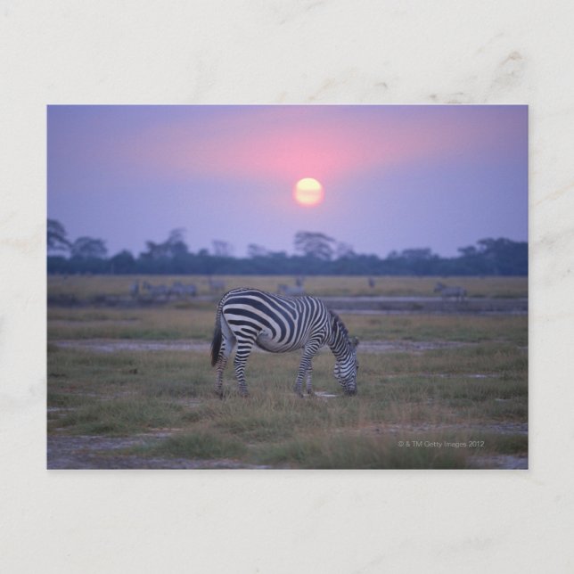 Grant Zebra 3 Postcard (Front)