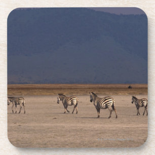 Grant Zebra 4 Coaster