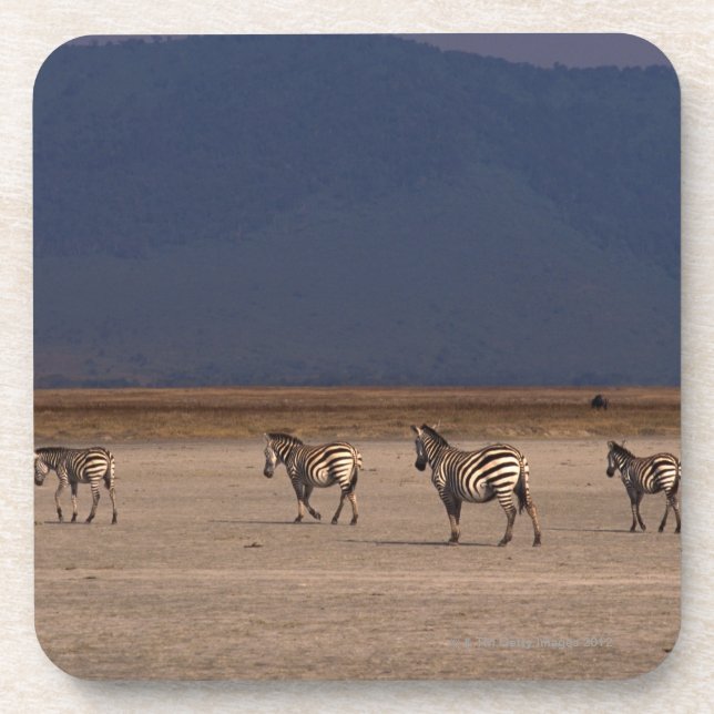 Grant Zebra 4 Coaster (Front)