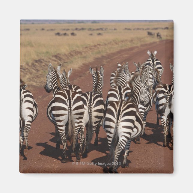 Grant Zebra 4 Magnet (Front)