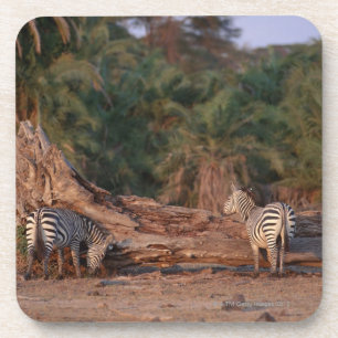 Grant Zebra 5 Coaster