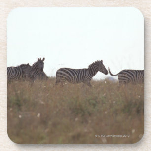Grant Zebra 7 Coaster
