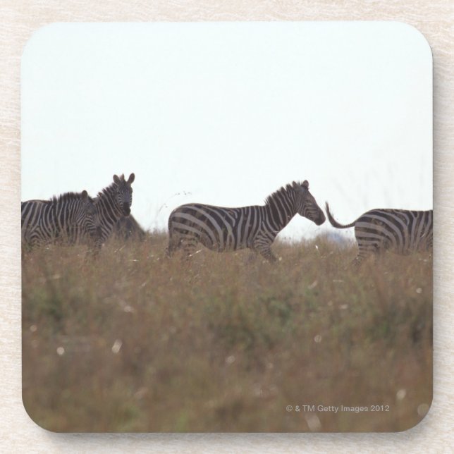 Grant Zebra 7 Coaster (Front)