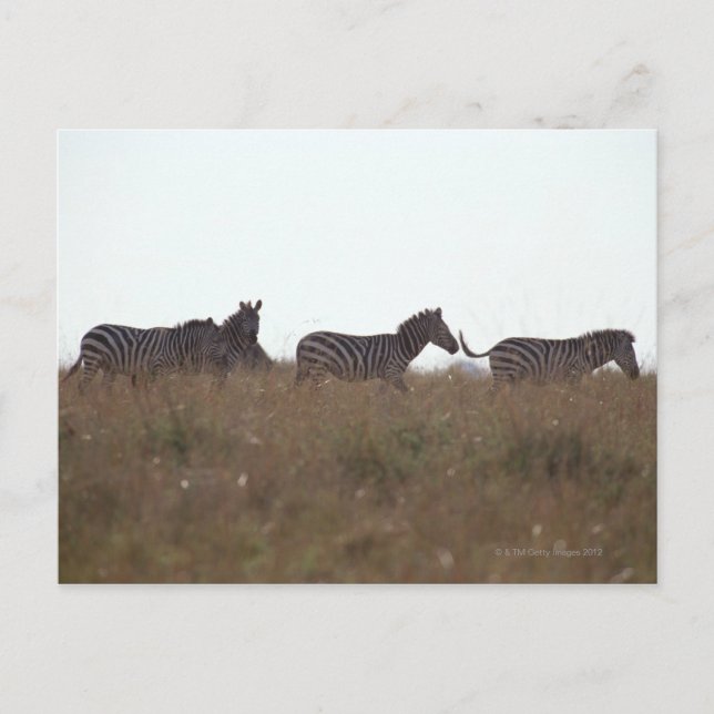Grant Zebra 7 Postcard (Front)