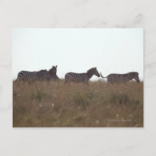 Grant Zebra 7 Postcard