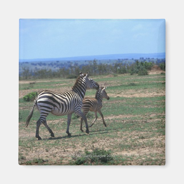 Grant Zebra Magnet (Front)