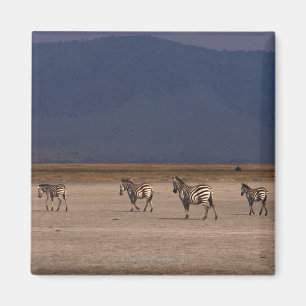 Grant Zebra Magnet