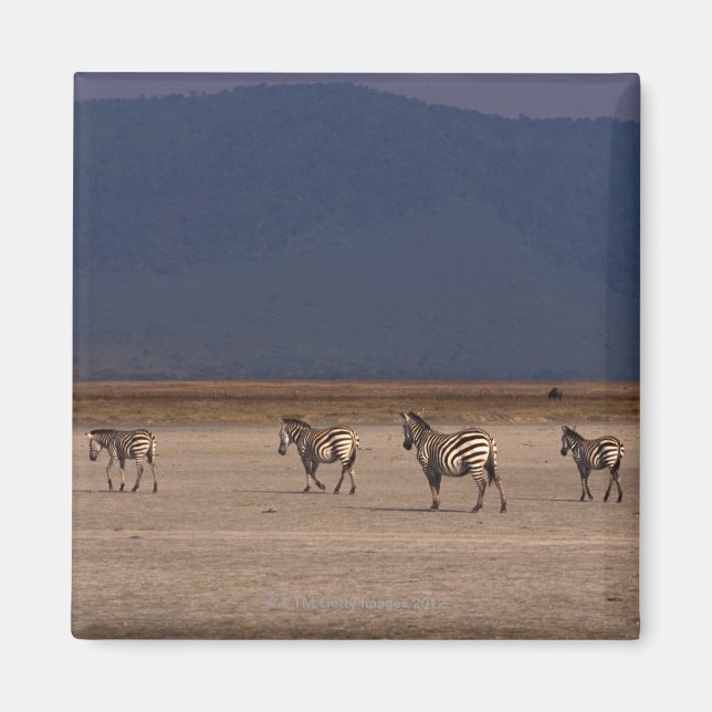 Grant Zebra Magnet (Front)
