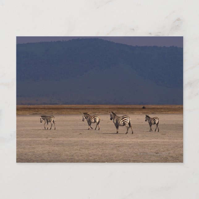 Grant Zebra Postcard (Front)