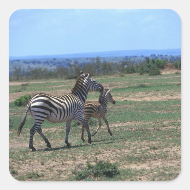 Grant Zebra Square Sticker (Front)
