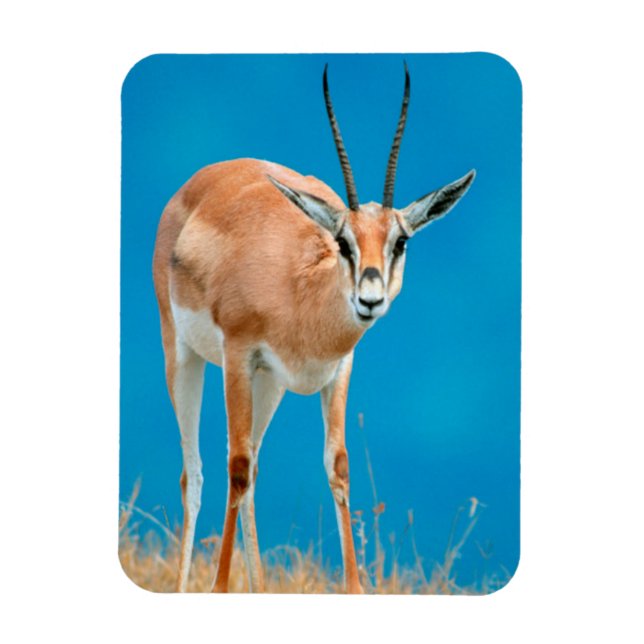 Grant's Gazelle (Gazella Granti) Ewe Portrait Magnet (Vertical)