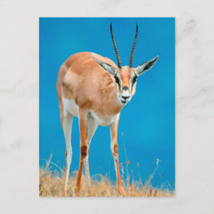 Grant's Gazelle (Gazella Granti) Ewe Portrait Postcard