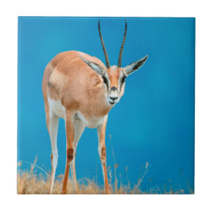 Grant's Gazelle (Gazella Granti) Ewe Portrait Tile