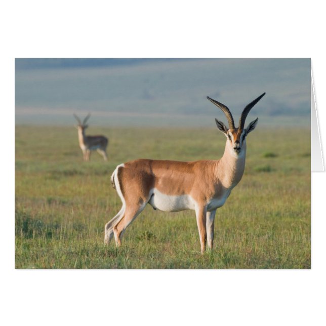 Grant's Gazelle, Ngorongoro Crater, Ngorongoro (Front Horizontal)