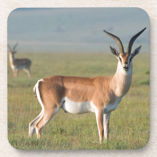 Grant's Gazelle, Ngorongoro Crater, Ngorongoro Coaster (Front)