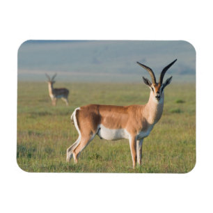 Grant's Gazelle, Ngorongoro Crater, Ngorongoro Magnet