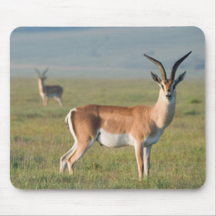 Grant's Gazelle, Ngorongoro Crater, Ngorongoro Mouse Pad
