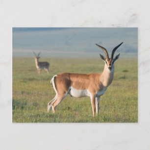 Grant's Gazelle, Ngorongoro Crater, Ngorongoro Postcard