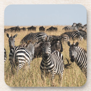 Grant's Zebra Beverage Coaster