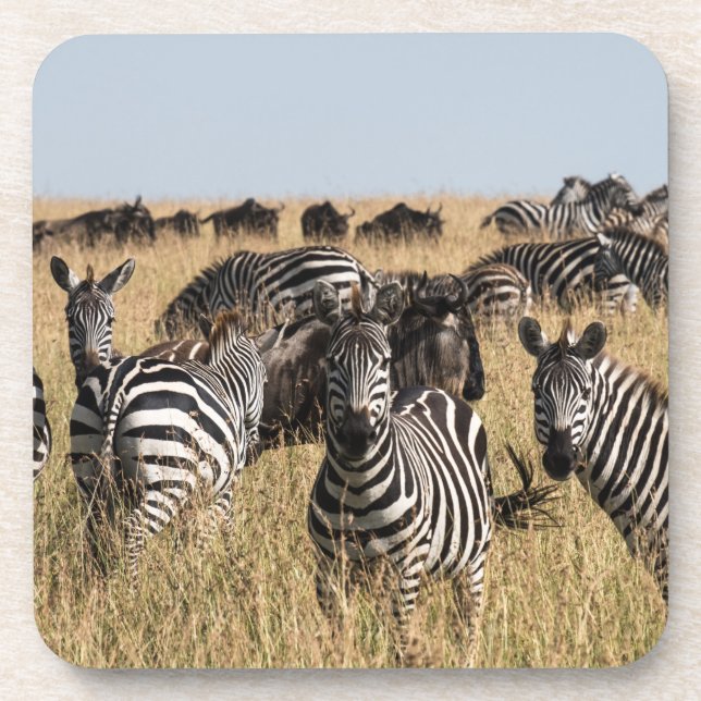 Grant's Zebra Beverage Coaster (Front)