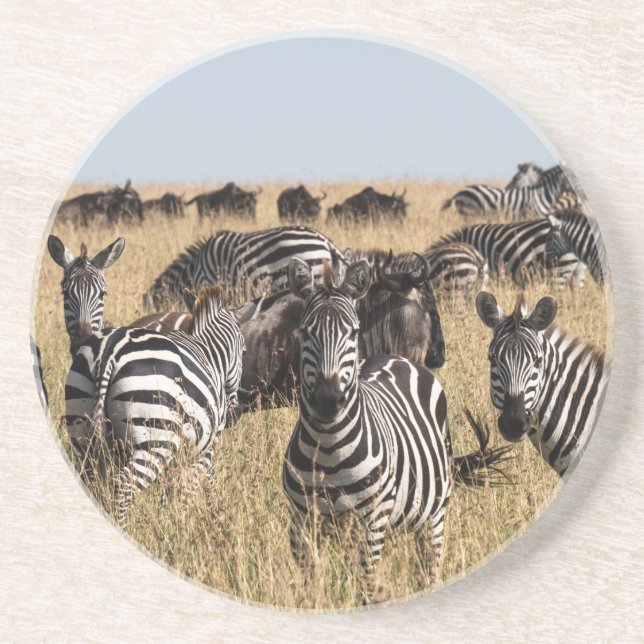Grant's Zebra Coaster (Front)