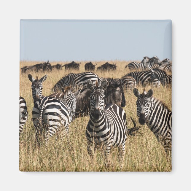 Grant's Zebra Magnet (Front)