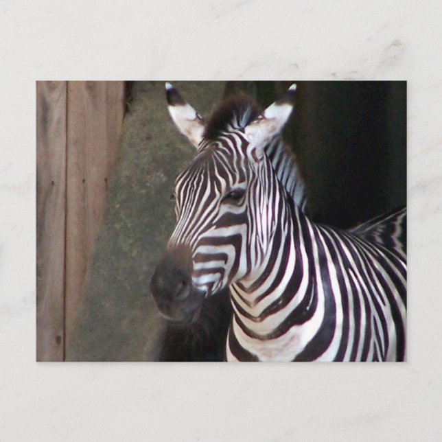 grants zebra postcard (Front)