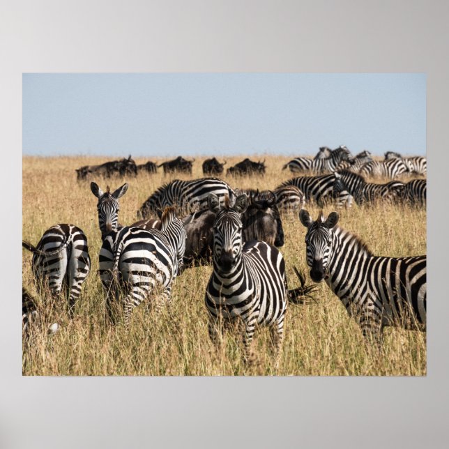 Grant's Zebra Poster (Front)