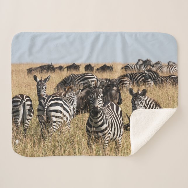 Grant's Zebra Sherpa Blanket (Front (Horizontal))