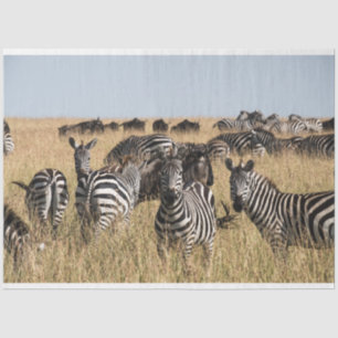 Grant's Zebra Tissue Paper