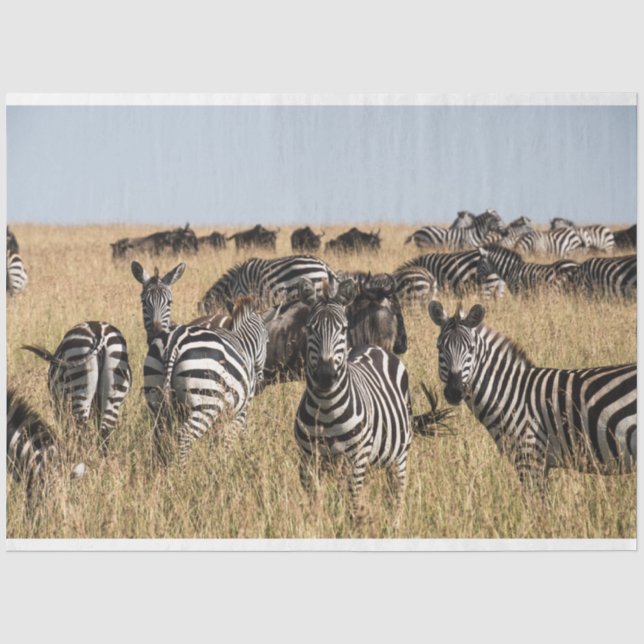 Grant's Zebra Tissue Paper (Front)