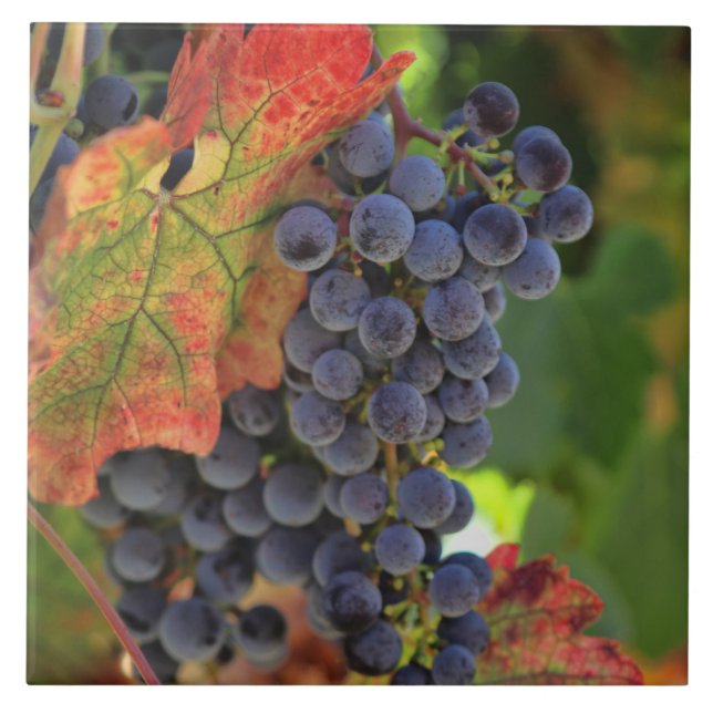 Grape and Vineyard Wine Art Tile (Front)