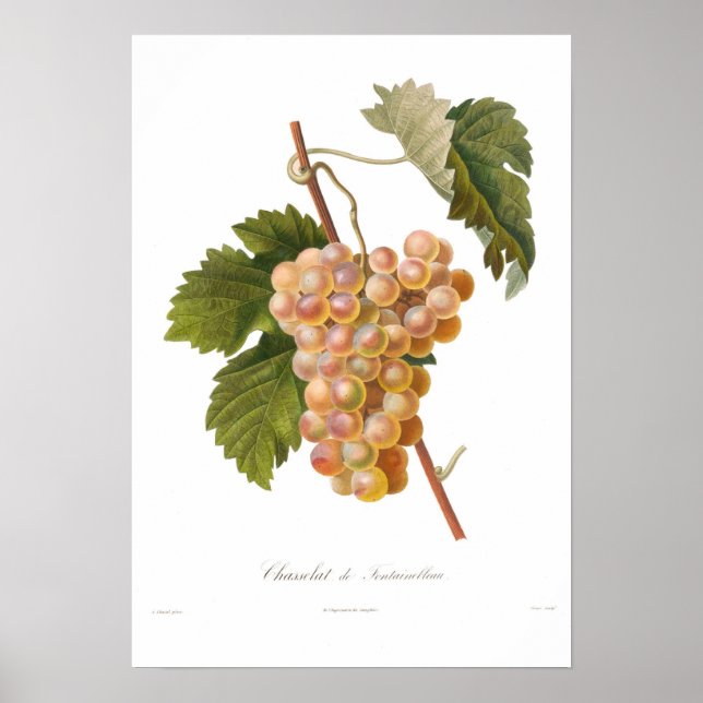 Grape,Chasselat de Fontainebleau Poster (Front)