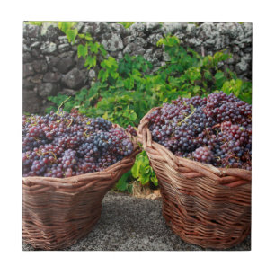 Grape harvest ceramic tile