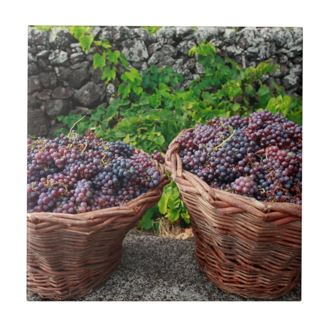 Grape harvest ceramic tile (Front)
