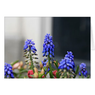 grape hyacinth