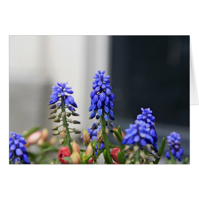 grape hyacinth (Front Horizontal)