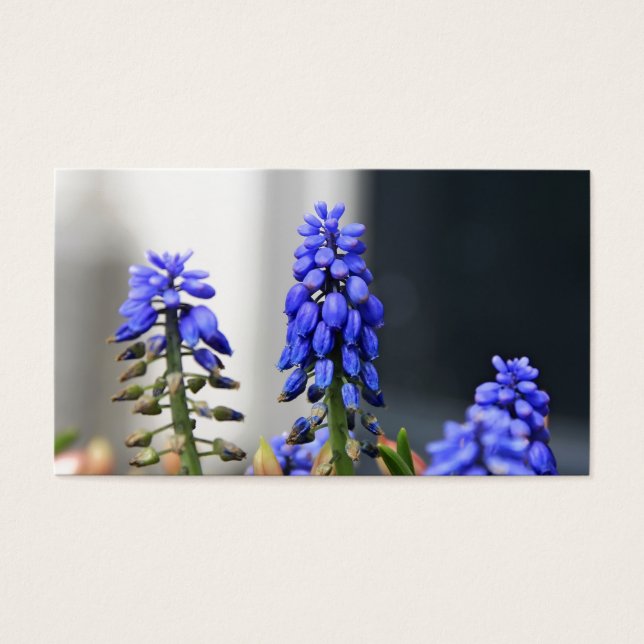 grape hyacinth (Front)