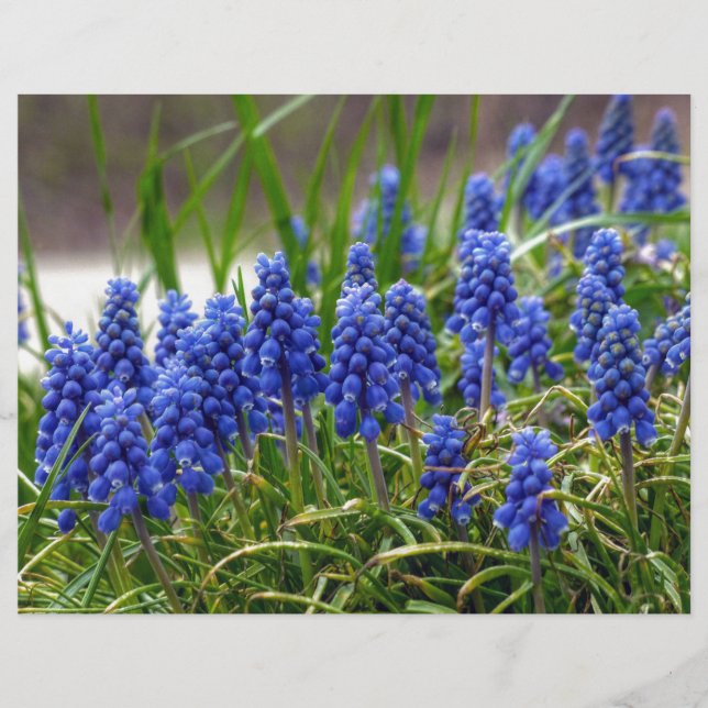 Grape Hyacinth (Front)