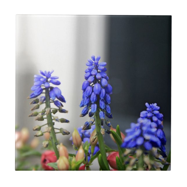 grape hyacinth ceramic tile (Front)