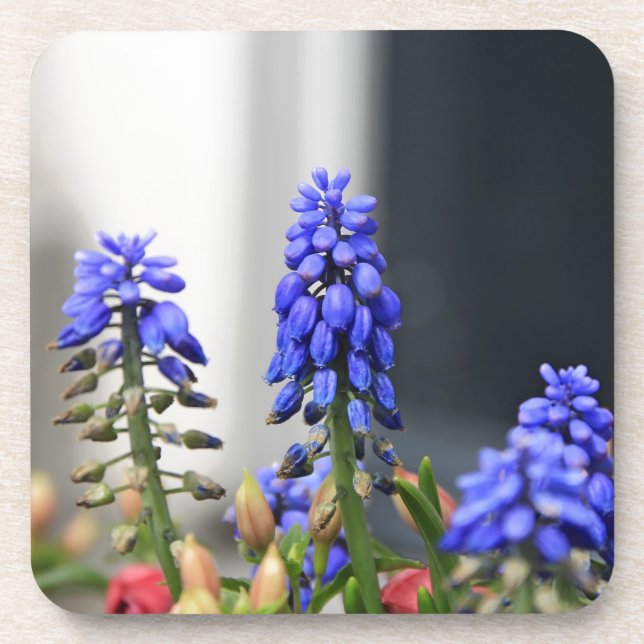 grape hyacinth coaster (Front)