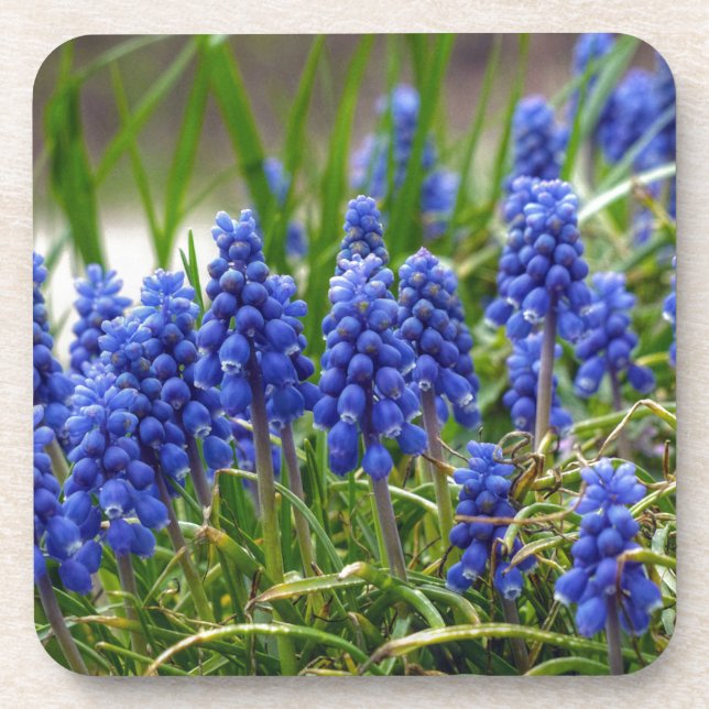 Grape Hyacinth Coaster (Front)
