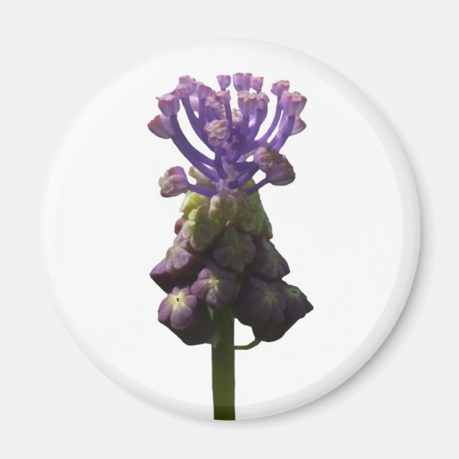 Grape Hyacinth Magnet (Front)