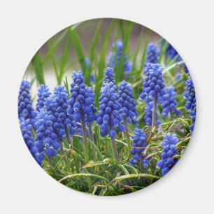 Grape Hyacinth Magnet