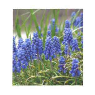 Grape Hyacinth Notepad