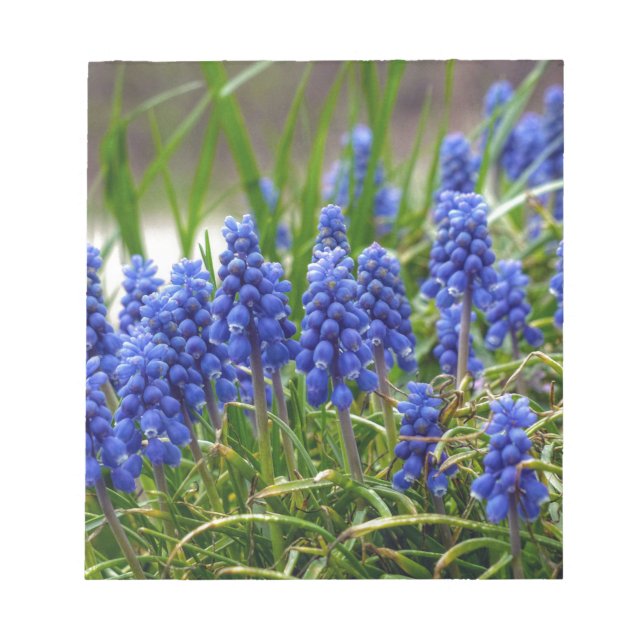 Grape Hyacinth Notepad (Front)