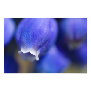 Grape Hyacinth Photo Print