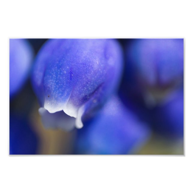 Grape Hyacinth Photo Print (Front)